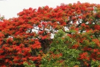 ‘ফুলের মূল্য’