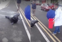 ক্ষুধার তাড়নায় মানুষের কাছে খাবার চাইছে মাছ!