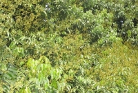 মকুলে ছেয়ে গেছে দিনাজপুরের লিচুর বাগান