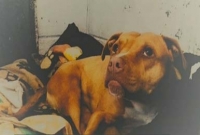 কুকুরের মৃত্যুদণ্ড!  