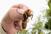 এশিয় ঘাতক ভিমরুল আতঙ্কে দিশেহারা ইউরোপে, কাঁপছে ব্রিটেনও