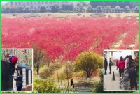 ফুলের টানে হাজার হাজার মানুষ জেলখানায়