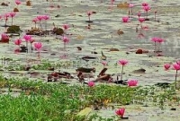 হুমকির মুখে জাবির জীববৈচিত্র্য হুমকির মুখে জাবির জীববৈচিত্র্য