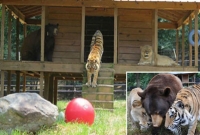 বাঘ, ভাল্লুক ও সিংহের বিরল বন্ধুত্ব, মুগ্ধ হবেন আপনিও