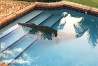 চেনা সুইমিং পুলে অচেনা কুমির!