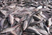 জাল ফেললেই ধরা পড়ছে ঝাঁকে ঝাঁকে ইলিশ