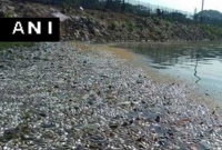 পানিতে বিষ, মরে ভেসে উঠছে লক্ষাধিক মাছ পানিতে বিষ, মরে ভেসে উঠছে লক্ষাধিক মাছ