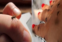 জানেন, মশা আমাদের কেন কামড়ায়?