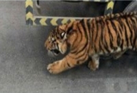  কাতারের ব্যস্ত রাস্তায় ঘুরে বেড়াচ্ছে বাঘ!