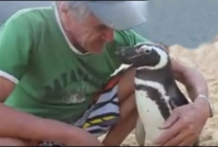 ভালোবাসার টানে ৪ হাজার মাইল পাড়ি দিয়ে বন্ধুর কাছে পেঙ্গুইন!