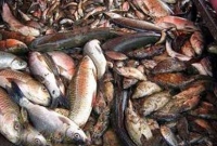 এই ৯টি টিপস জানলে মাছ কিনতে গিয়ে কখনো ঠকবেন না