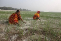  তিস্তার চরে সবুজের হাতছানি