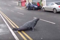 রেস্তোরাঁ ভ্রমণে আসে সিল মাছ!