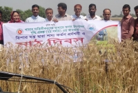  নাসিরনগরে রিপার যন্ত্র দ্বারা গম কর্তনের উপর মাঠ দিবস