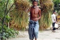 যেখানে কোটিপতি কৃষকের সংখ্যা ২৩৯জন!