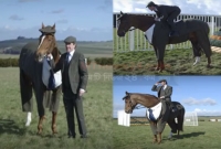 এবার ঘোড়ার জন্য তৈরি হলো ভদ্র লোকের পোশাক!