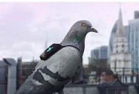  দূষণ মাপতে কবুতর নিয়োগ!