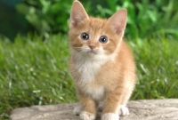 বিড়াল সম্পর্কে মাত্র একটি তথ্য জানলেই আপনি লজ্জা পাবেন!