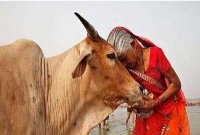 গরুকে রাষ্ট্রমাতা করার দাবিতে বিষ খেল ৬ হিন্দু