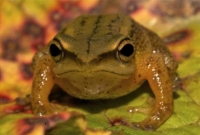 এই ব্যাঙের নাম জানেন, শুনলে তাক লেগে যাবে?