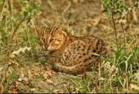 মৌলভীবাজারের হাকালুকি হাওর, ঝোপ জঙ্গলে মিলছে মেছোবাঘ