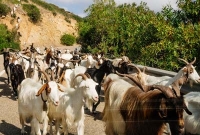 আজব কাণ্ড, যে রাজ্যে মানুষের চেয়ে ছাগল বেশি!