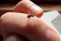 মশা আপনাকে কেন বেশি কামড়ায়, জানেন কি?