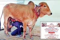 অবাক কাণ্ড, গরুর বিয়েতে অতিথি ৭০০, খরচ ২১ লাখ