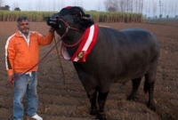 এই ষাঁড়টির রোজগার নরেন্দ্র মোদির থেকেও আড়াই গুণ বেশি