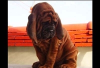 দাম শুনলে আতকে উঠবেন, কুকুর ছানাটির দাম এক কোটি টাকা