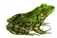 বিজ্ঞানীদের নয়া আবিস্কার, অগ্নিদগ্ধ রোগীদের চিকিৎসায় ব্যাঙয়ের তৈরি ফেনা