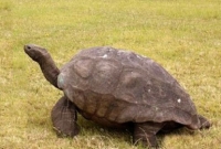 রাজ পরিবার দেখতে আসবেন, তাই ১৮৪ বছর পর গোসল করল কচ্ছপ!