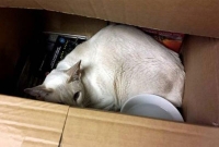 ‘রাখে আল্লাহ তো মারে কে!’