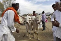ভারতে গরু নিয়ে গ্যাঁড়াকলে কৃষক