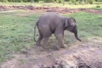 মানুষ নয়, ছাগল দেখে ভয় পেল হাতি!