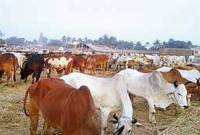 ‘ভারত মাতা কি জয়’ না বলায় মাদ্রাসার তিন ছাত্রকে বেধরক পিটুনি!