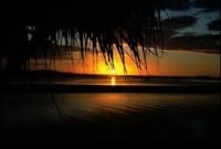  প্রাণ পাখি ময়না