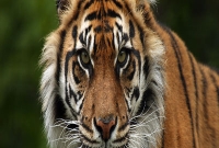  বাঘের যাবজ্জীবন কারাদণ্ড, সাজা মওকুফে আইনজীবীর লড়াই!