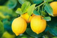 যেখানে একটি লেবু বিক্রি হয় ৩৯ হাজার টাকায়!