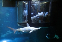 প্রতিযোগিতায় জিতলেই পাবেন হাঙড়ের সঙ্গে রাত কাটানোর সুযোগ!