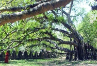 ১১ একর জমি জুড়ে মাত্র একটি বটগাছ, দেখলে চমকে যাবেন!