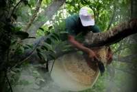 বাঘ-কুমিরের ভয়কে সঙ্গী করে সুন্দরবনের গহীন অরণ্যে যারা