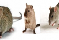 ইঁদুরের ঠেলায় জরুরি বৈঠক, একটা মারলে ২৫ টাকা!