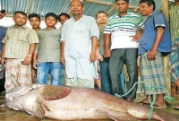 ধরা পড়েছে ১৬০ কেজি ওজনের মাছ, বলুন তো কি নাম এই মাছটির?