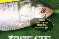 ইলিশ ইলিশ ইলিশ