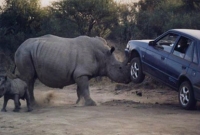 পর্যটক ভর্তি গাড়ির ওপর গণ্ডারের আক্রমণ