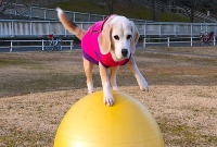 যা করে বিশ্ব রেকর্ড করল সুপারস্টার কুকুরটি!