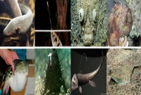 সাবধান! এই ১১টি মাছ ভুলেও ধরতে যাবেন না