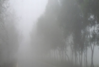 বিধাতার কি লিলা, চৈত্রের প্রচণ্ড তাপদাহের মধ্যেও ঘন কুয়াশা!