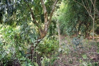 ছেলের দেহ পড়ে আছে নালায়, গাছে ঝুলছে মা ও তার প্রেমিক!